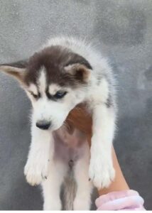 Siberian Husky