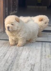 Chow Chow