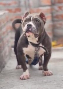 American Bully