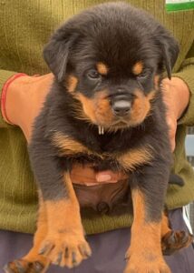 Rottweiler