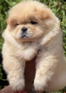 Chow Chow