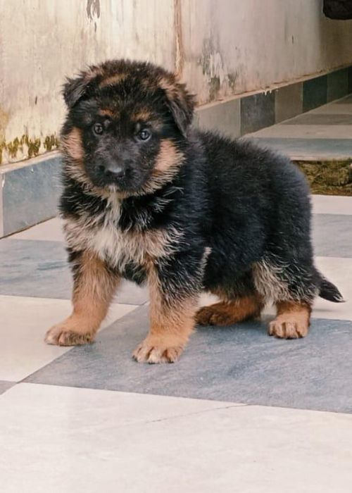 German Shepherd