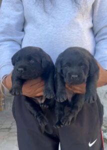 Black Labrador