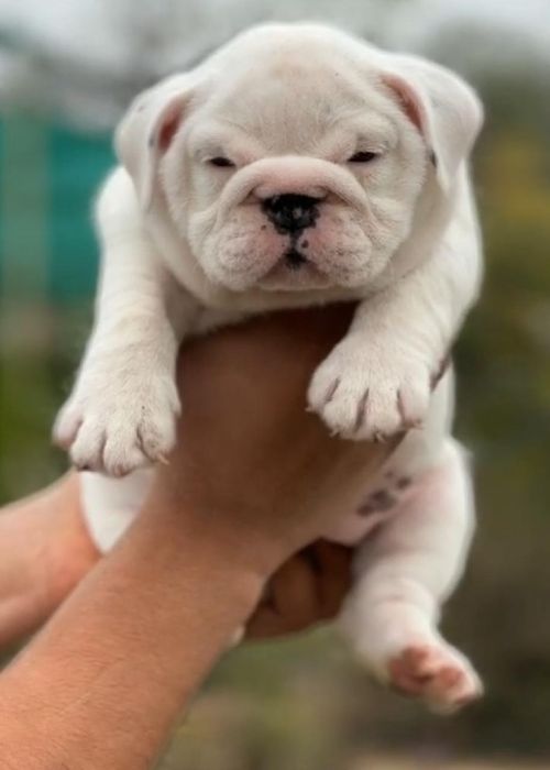 White English Bulldog